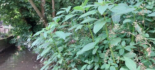 Image of Himalayan Balsam plant pre-flowering