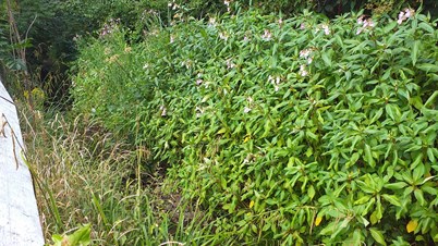 Image of a flowered Himalayan Balsam plant