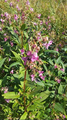 Image of Himalayan Balsam plant flowering
